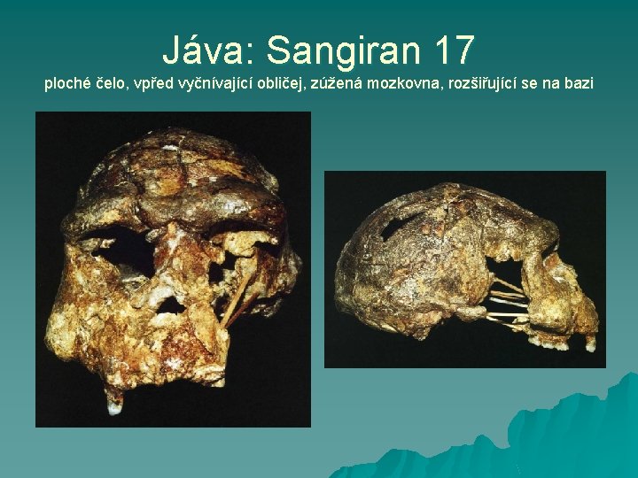 Jáva: Sangiran 17 ploché čelo, vpřed vyčnívající obličej, zúžená mozkovna, rozšiřující se na bazi