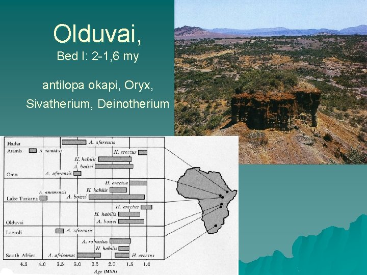 Olduvai, Bed I: 2 -1, 6 my antilopa okapi, Oryx, Sivatherium, Deinotherium 