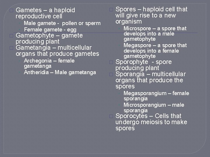 � Gametes – a haploid reproductive cell � • Male gamete - pollen or