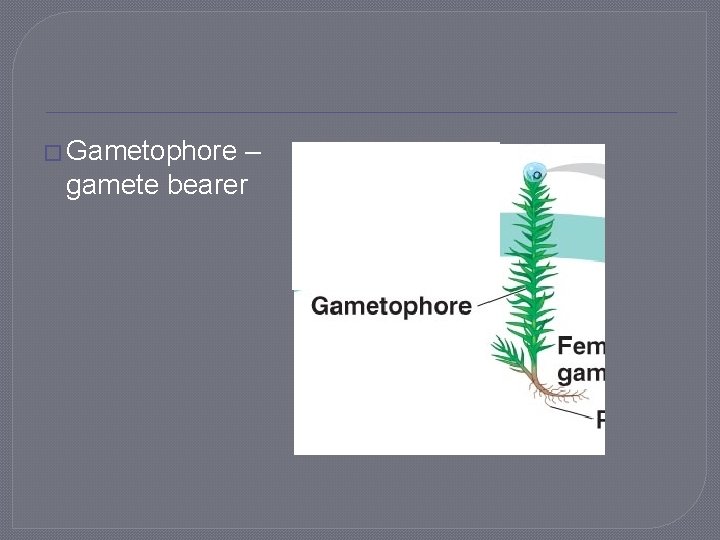 � Gametophore – gamete bearer 