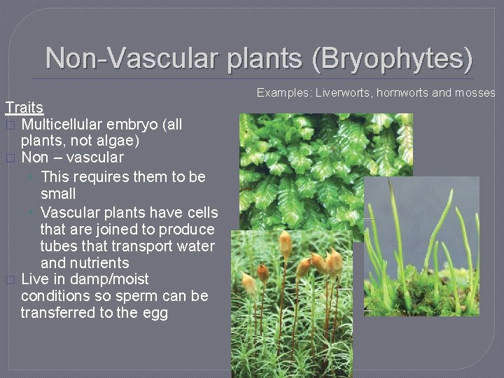 Non-Vascular plants (Bryophytes) Traits � Multicellular embryo (all plants, not algae) � Non –