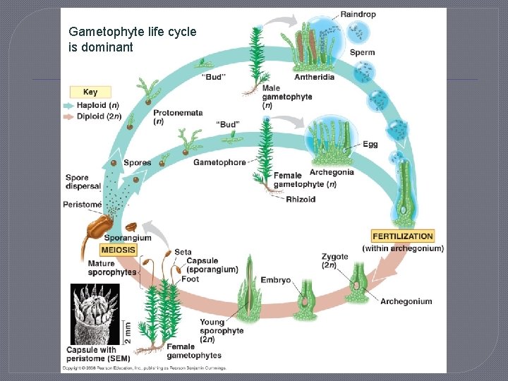 Gametophyte life cycle is dominant 
