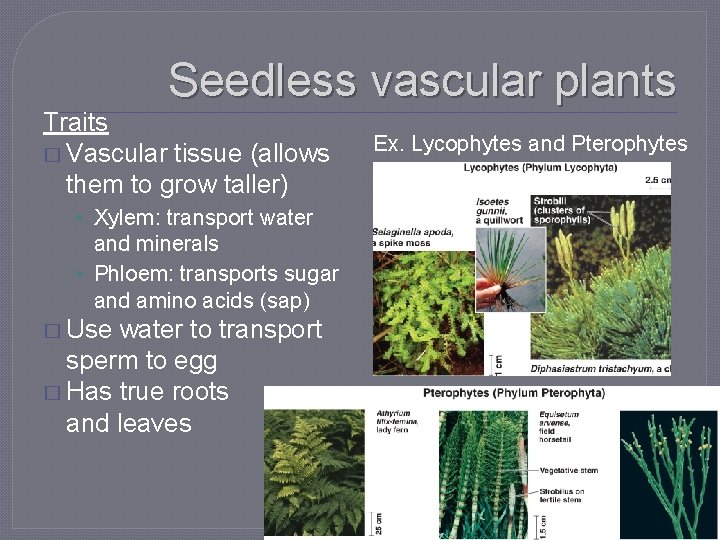 Seedless vascular plants Traits � Vascular tissue (allows them to grow taller) • Xylem: