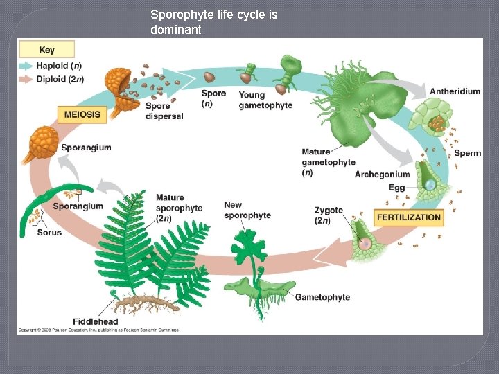 Sporophyte life cycle is dominant 