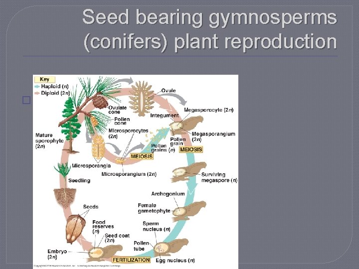 Seed bearing gymnosperms (conifers) plant reproduction � Fig 30. 6 