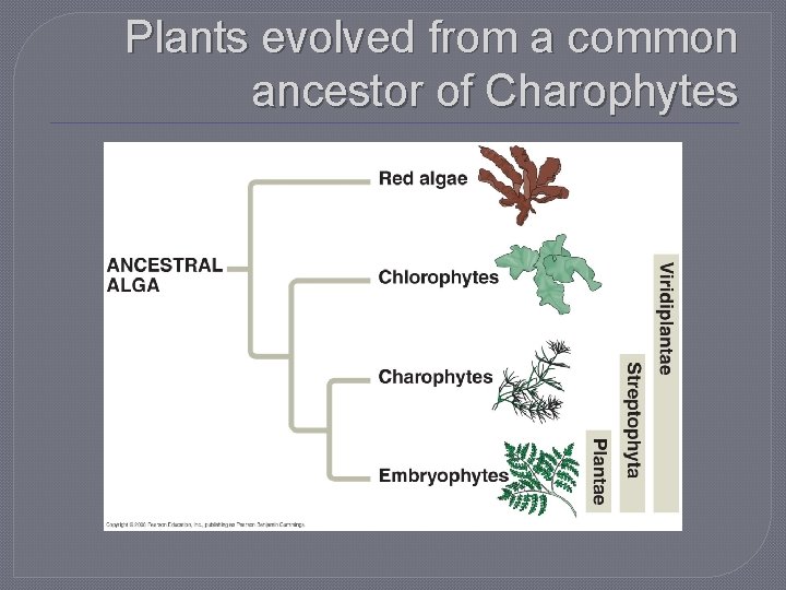 Plants evolved from a common ancestor of Charophytes 