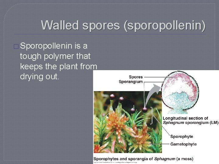 Walled spores (sporopollenin) � Sporopollenin is a tough polymer that keeps the plant from
