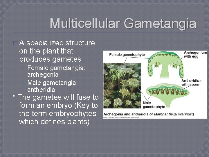 Multicellular Gametangia �A specialized structure on the plant that produces gametes • Female gametangia: