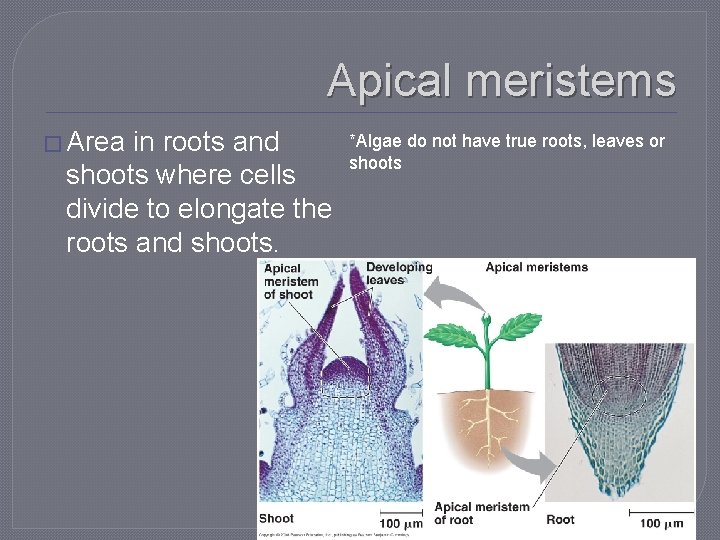 Apical meristems � Area in roots and shoots where cells divide to elongate the