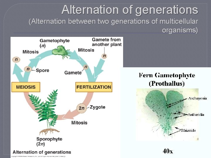 Alternation of generations (Alternation between two generations of multicellular organisms) 