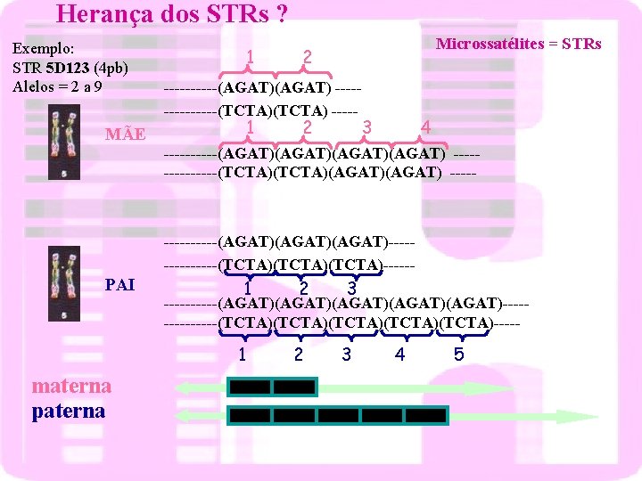 Herança dos STRs ? Exemplo: STR 5 D 123 (4 pb) Alelos = 2