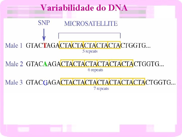 Variabilidade do DNA 