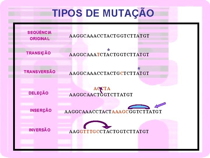 TIPOS DE MUTAÇÃO SEQÜÊNCIA ORIGINAL AAGGCAAACCTACTGGTCTTATGT TRANSIÇÃO AAGGCAAATCTACTGGTCTTATGT TRANSVERSÃO AAGGCAAACCTACTGCTCTTATGT DELEÇÃO INSERÇÃO INVERSÃO ACCTA