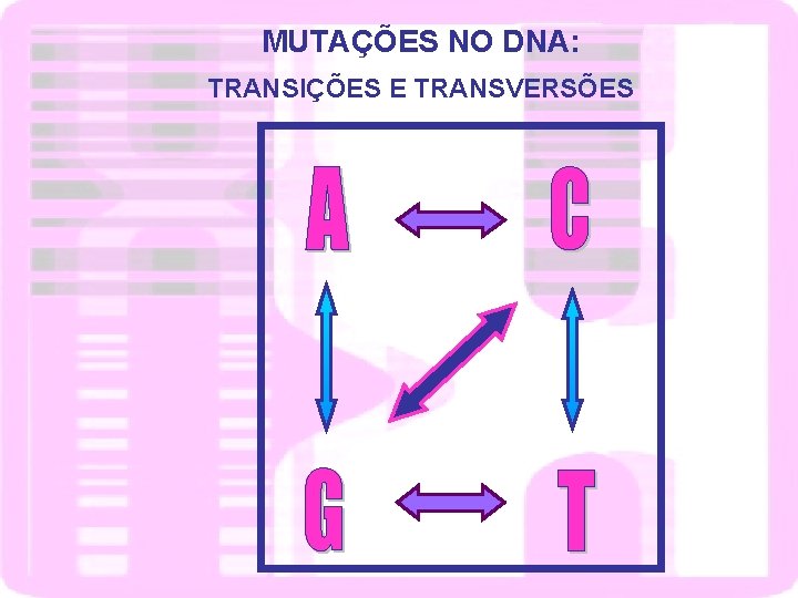 MUTAÇÕES NO DNA: TRANSIÇÕES E TRANSVERSÕES 