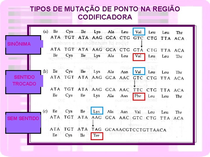 TIPOS DE MUTAÇÃO DE PONTO NA REGIÃO CODIFICADORA SINÔNIMA SENTIDO TROCADO SEM SENTIDO 