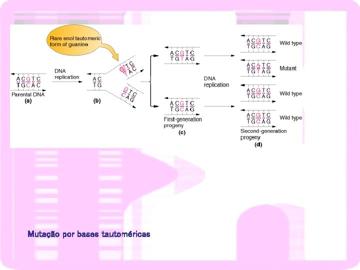 Mutação por bases tautoméricas 