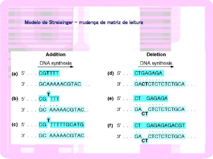 Modelo de Streisinger – mudança de matriz de leitura 