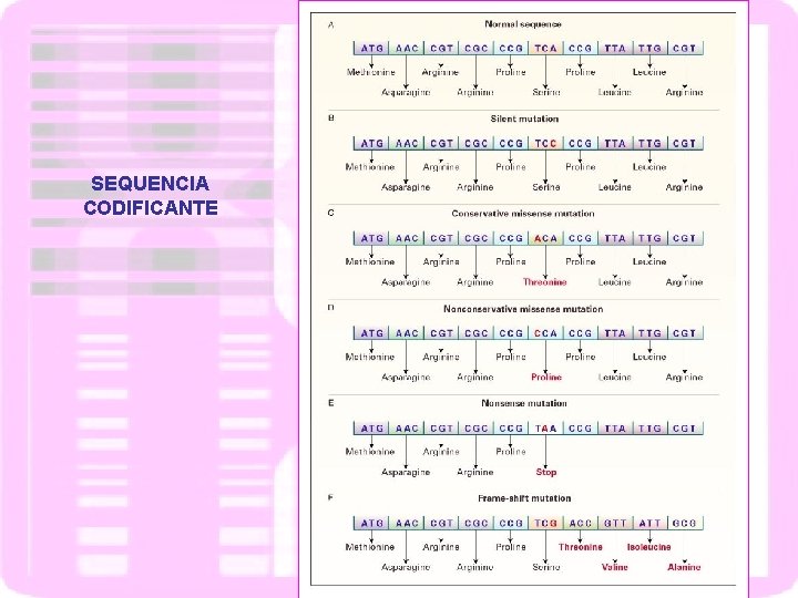 SEQUENCIA CODIFICANTE 
