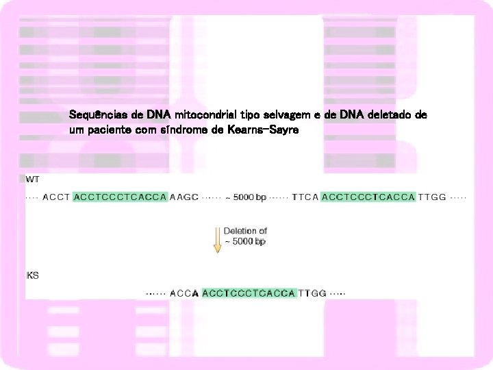 Sequências de DNA mitocondrial tipo selvagem e de DNA deletado de um paciente com