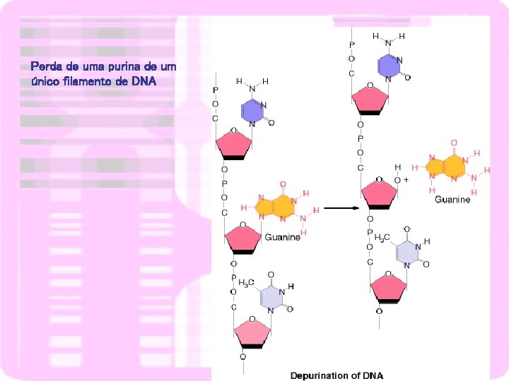 Perda de uma purina de um único filamento de DNA 