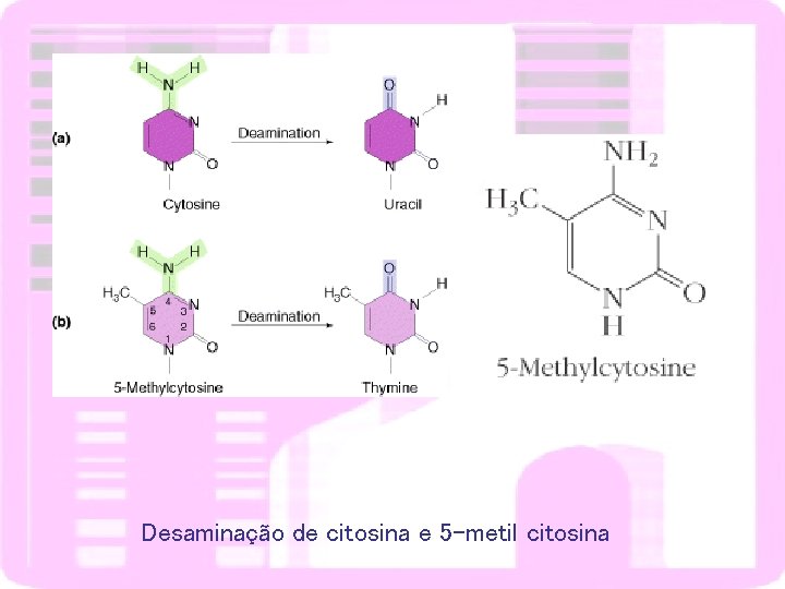 Desaminação de citosina e 5 -metil citosina 