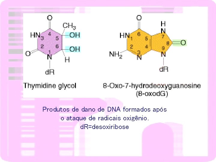 Produtos de dano de DNA formados após o ataque de radicais oxigênio. d. R=desoxiribose