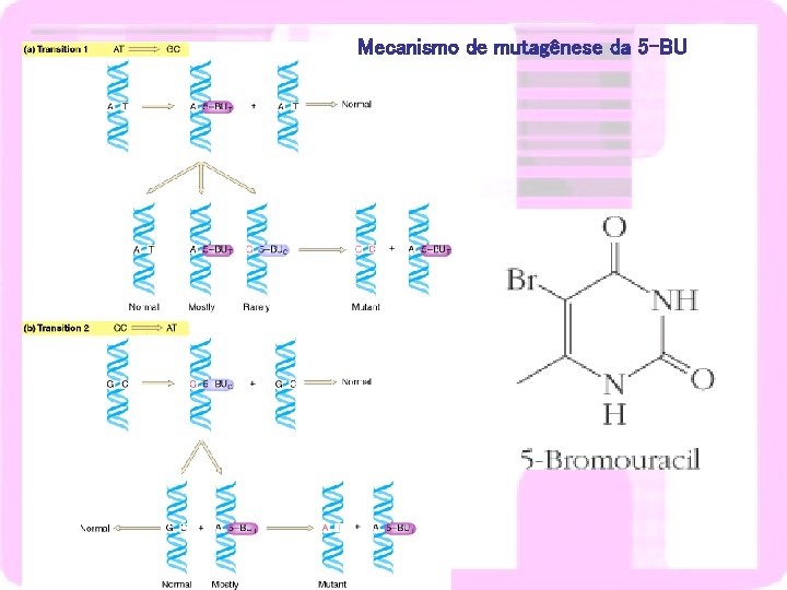 Mecanismo de mutagênese da 5 -BU 