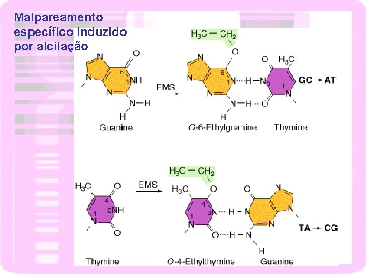Malpareamento específico induzido por alcilação 