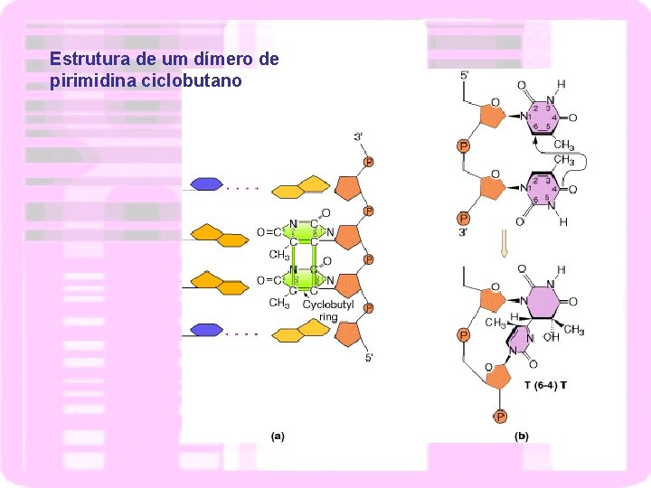 Estrutura de um dímero de pirimidina ciclobutano 