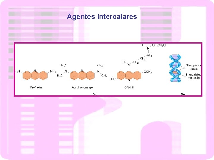Agentes intercalares 