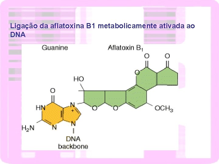Ligação da aflatoxina B 1 metabolicamente ativada ao DNA 