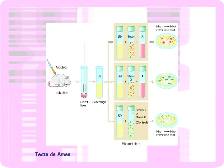 Teste de Ames 