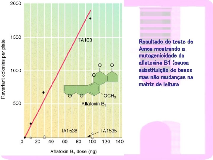 Resultado do teste de Ames mostrando a mutagenicidade da aflatoxina B 1 (causa substituição