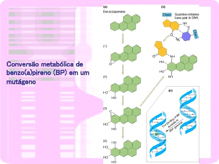Conversão metabólica de benzo(a)pireno (BP) em um mutágeno 