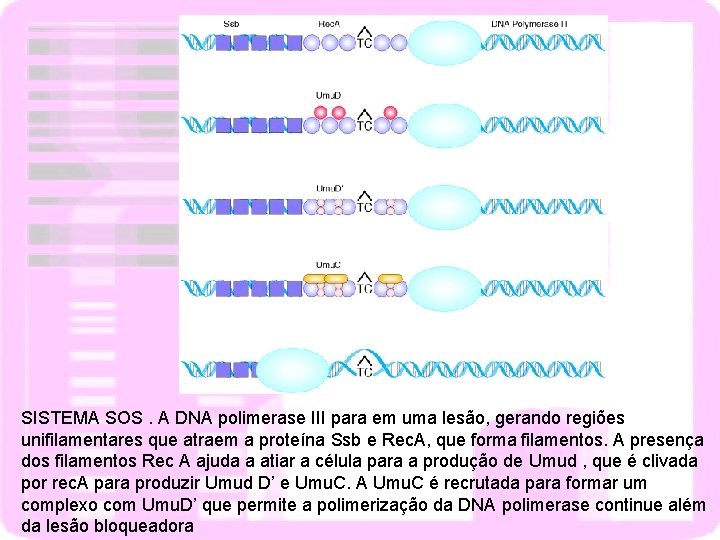 SISTEMA SOS. A DNA polimerase III para em uma lesão, gerando regiões unifilamentares que