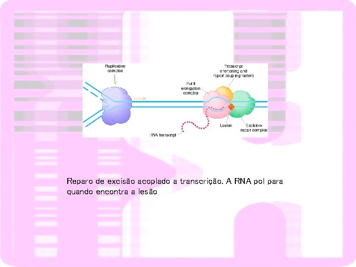Reparo de excisão acoplado a transcrição. A RNA pol para quando encontra a lesão
