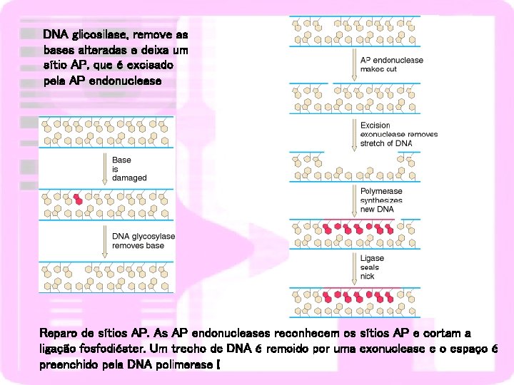 DNA glicosilase, remove as bases alteradas e deixa um sítio AP, que é excisado