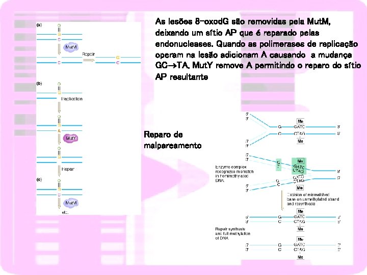 As lesões 8 -oxod. G são removidas pela Mut. M, deixando um sítio AP