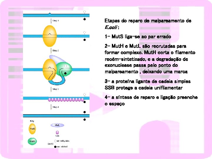 Etapas do reparo de malpareamento de E. coli : 1 - Mut. S liga-se