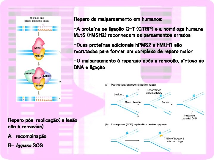 Reparo de malpareamento em humanos: -A proteína de ligação G-T (GTBP) e a homóloga