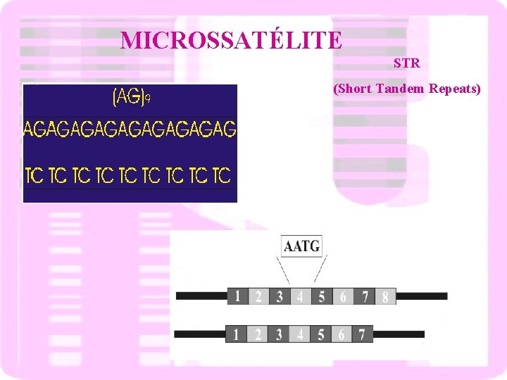 MICROSSATÉLITE STR (Short Tandem Repeats) 
