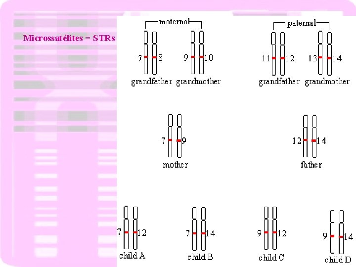 Microssatélites = STRs 