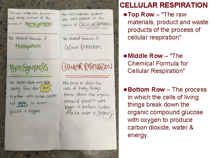 Photosynthesis Cellular Respiration stepbystep guide to a foldable