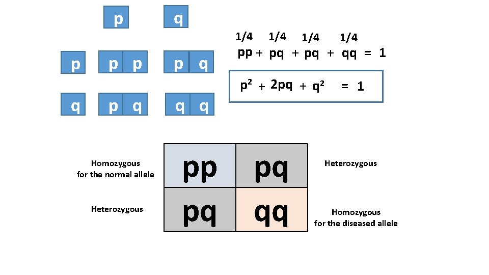 p p q p p p q Homozygous for the normal allele Heterozygous q