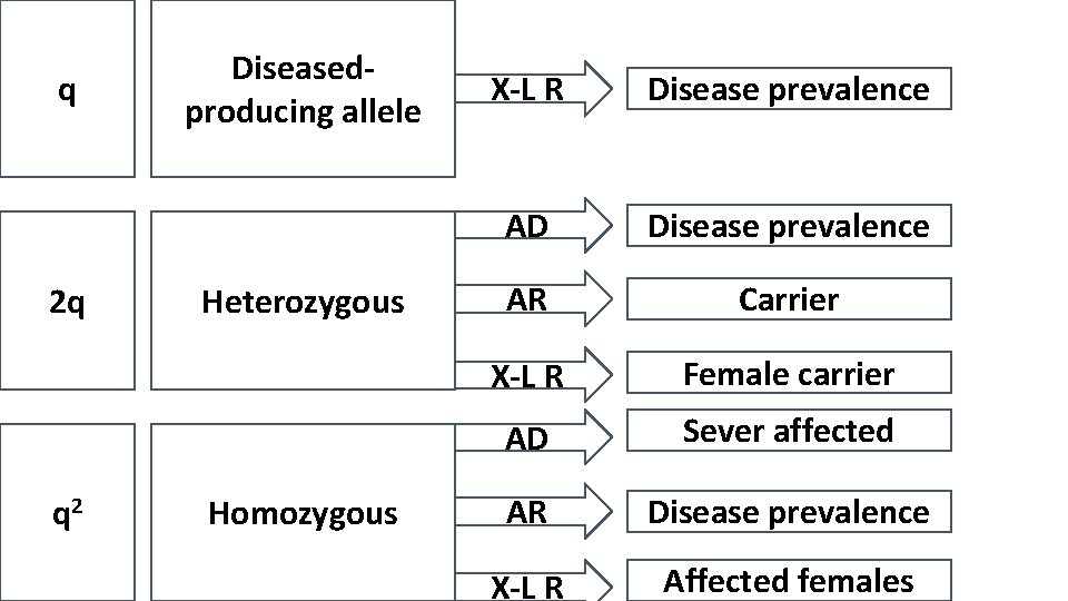 q 2 q q 2 Diseasedproducing allele Heterozygous Homozygous X-L R Disease prevalence AD