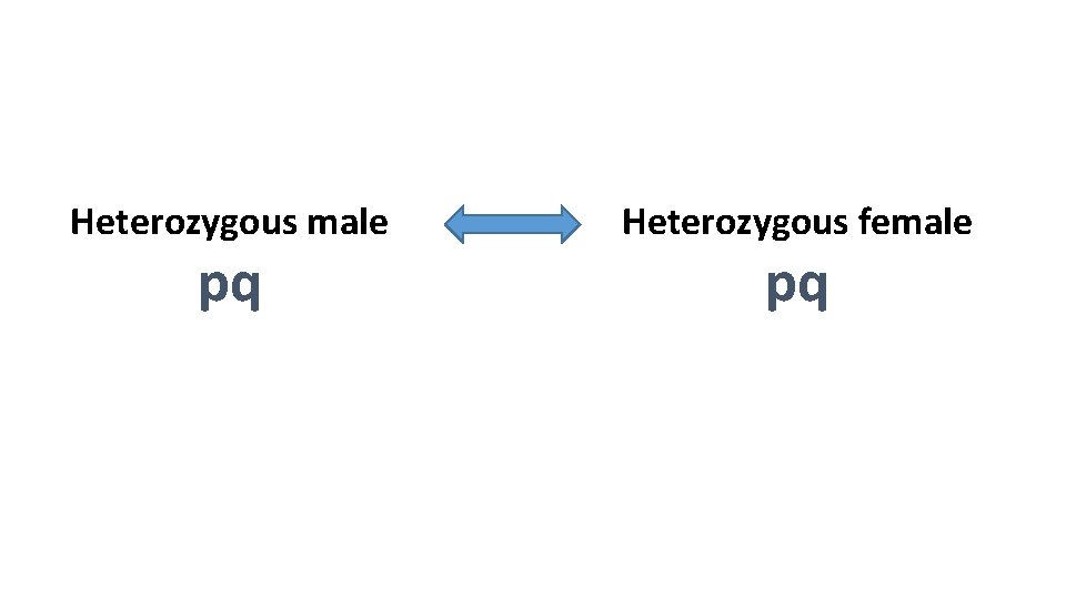 Heterozygous male pq Heterozygous female pq 