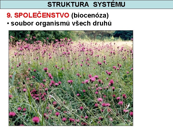 STRUKTURA SYSTÉMU 9. SPOLEČENSTVO (biocenóza) • soubor organismů všech druhů 