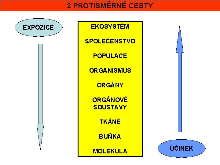 2 PROTISMĚRNÉ CESTY EXPOZICE EKOSYSTÉM SPOLEČENSTVO POPULACE ORGANISMUS ORGÁNY ORGÁNOVÉ SOUSTAVY TKÁNĚ BUŇKA MOLEKULA