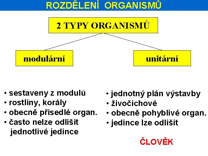 ROZDĚLENÍ ORGANISMŮ 2 TYPY ORGANISMŮ modulární • sestaveny z modulů • rostliny, korály •