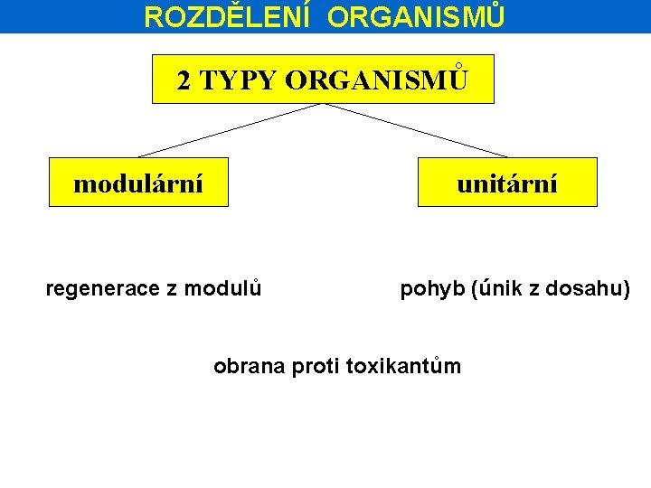 ROZDĚLENÍ ORGANISMŮ 2 TYPY ORGANISMŮ modulární unitární regenerace z modulů pohyb (únik z dosahu)